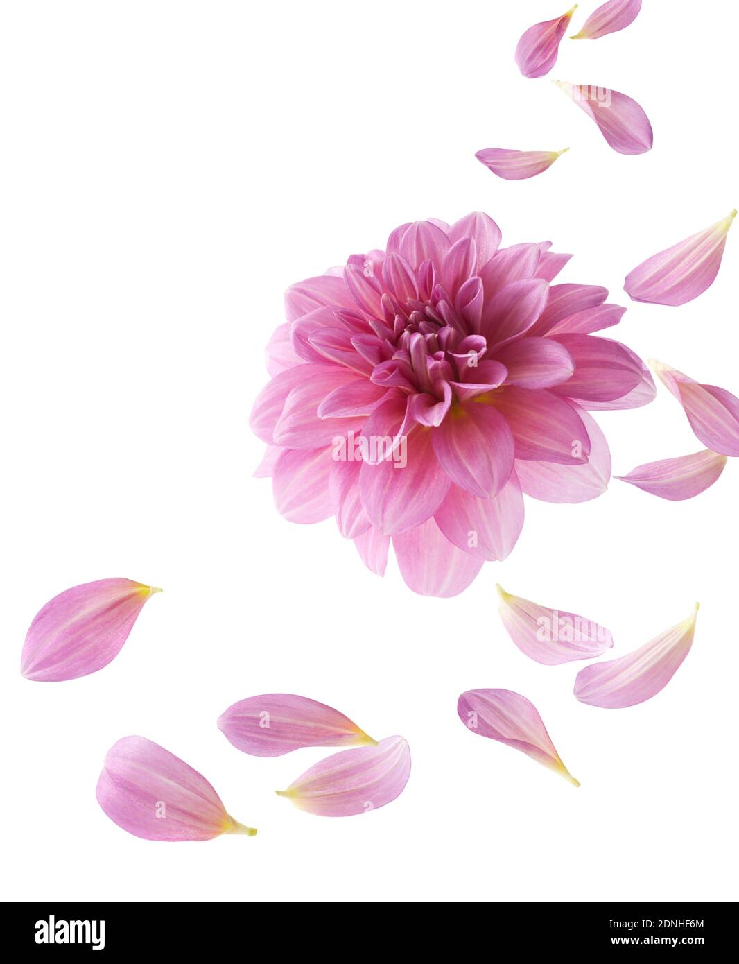 pink dahlia with its petals flying isolated on white Stock Photo