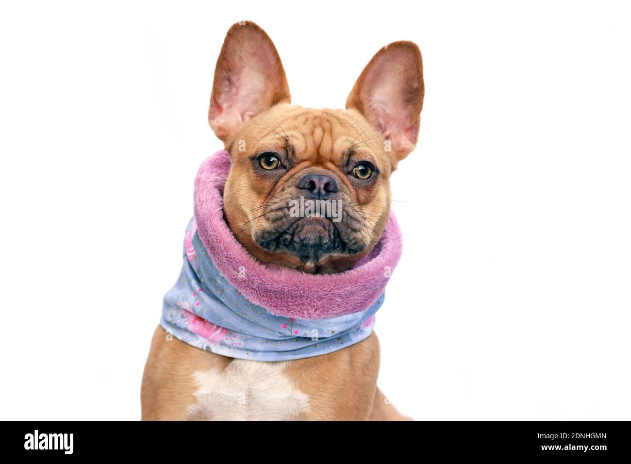 French Bulldog dog wearing warm loop scarf around neck to keep warm in cold temperatures isolated on white background Stock Photo