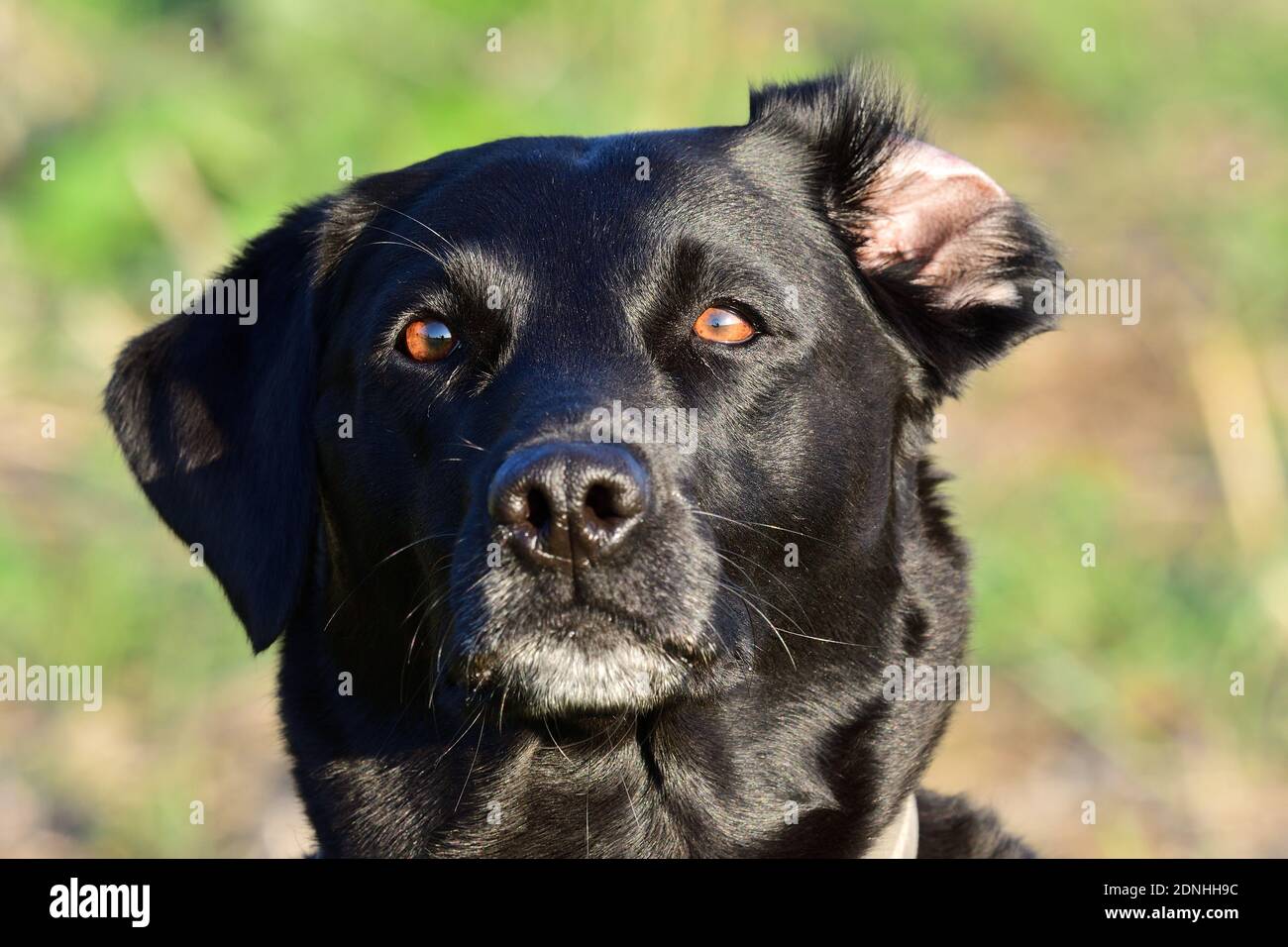 Closeup Portrait Of A Black Labrador Retriever With An Inside Out Ear