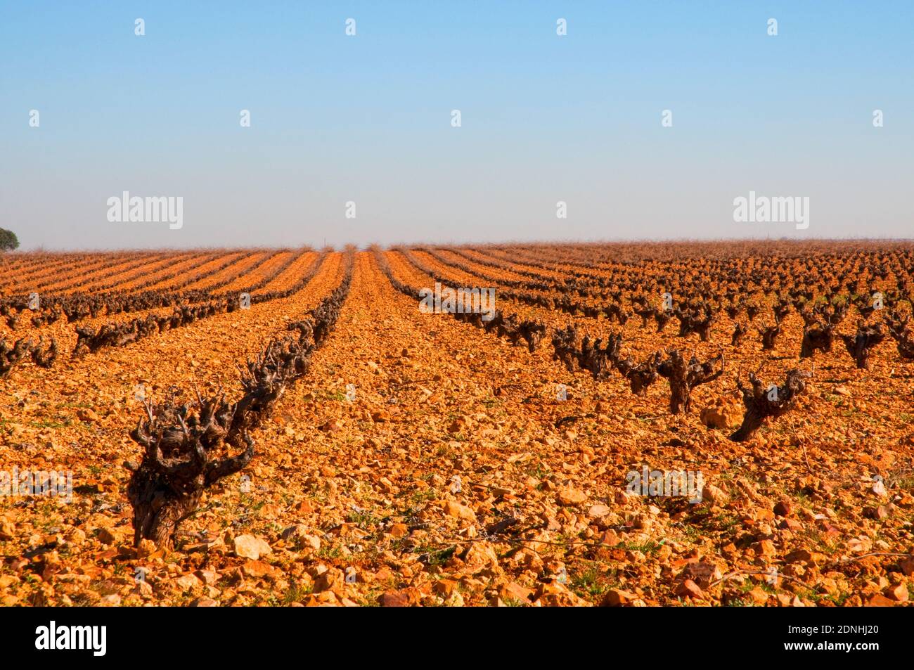 Vineyard in winter. Ciudad Real province, Castilla La Mancha, Spain. Stock Photo