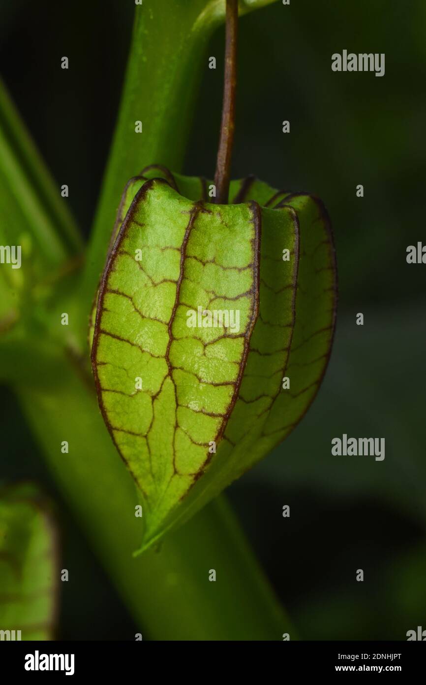 Close up view of encapsulated pygmy groundcherry (physalis) fruit. Stock Photo