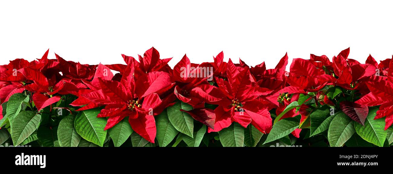 Poinsettia border design as red and green Christmas floral horizontal element as floral plants from central america and Mexico representing. Stock Photo