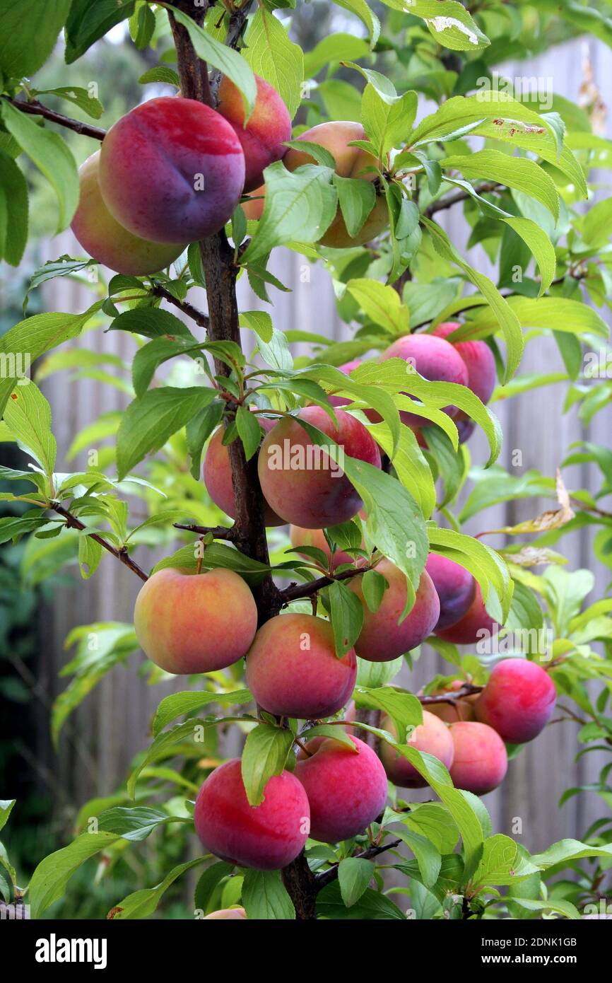 Plum tree fruit hires stock photography and images Alamy