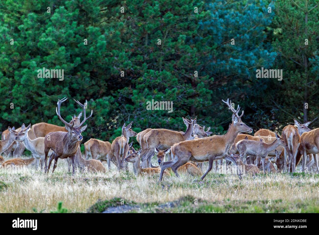 Red Deer (Cervus elaphus). The dominant stag does not tolerate other males and drives away any competitor. Denmark Stock Photo