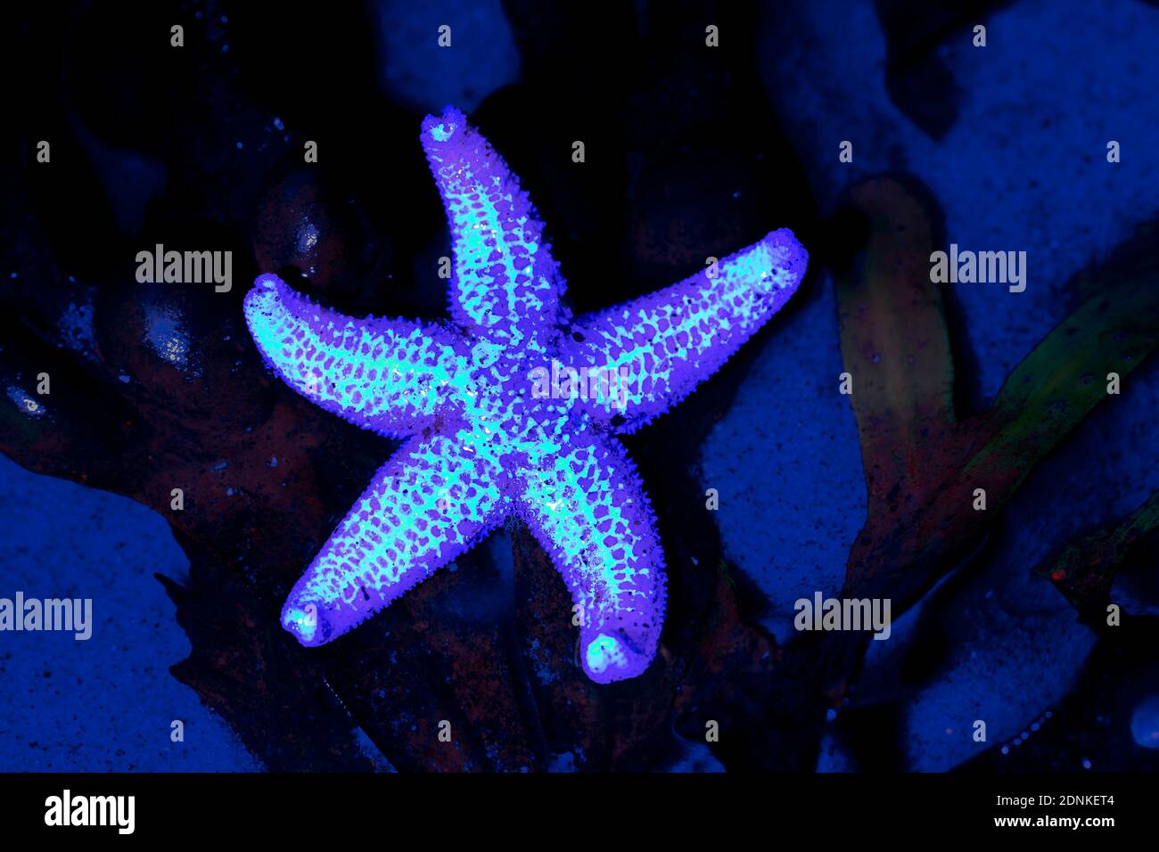 Bioluminescent Starfish