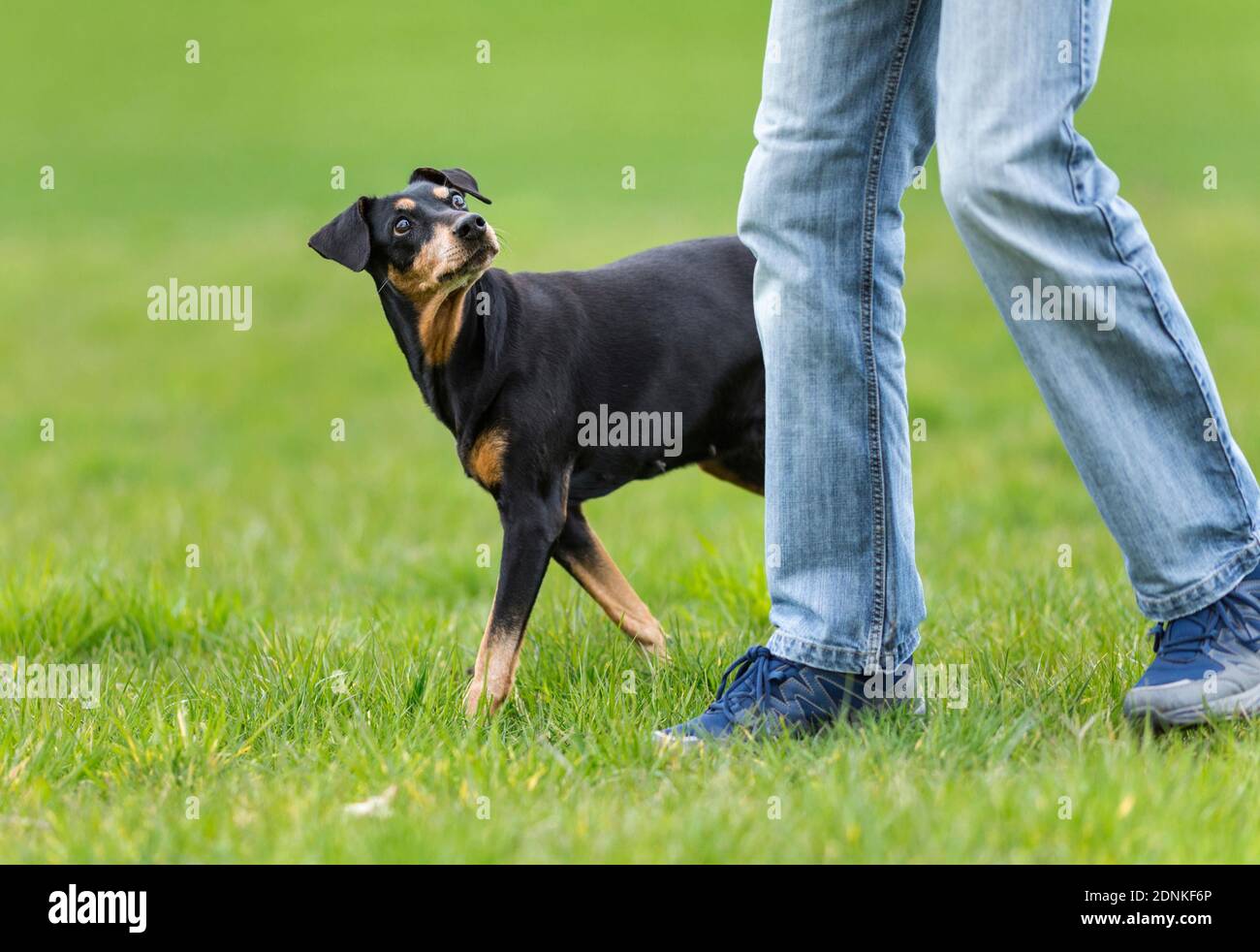 German Pinscher. Adult dog walking next to a person, looking up. Germany Stock Photo