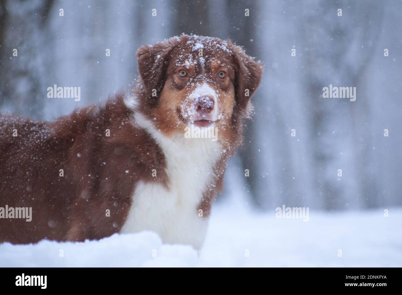 What Dog Breeds Get Snow Nose