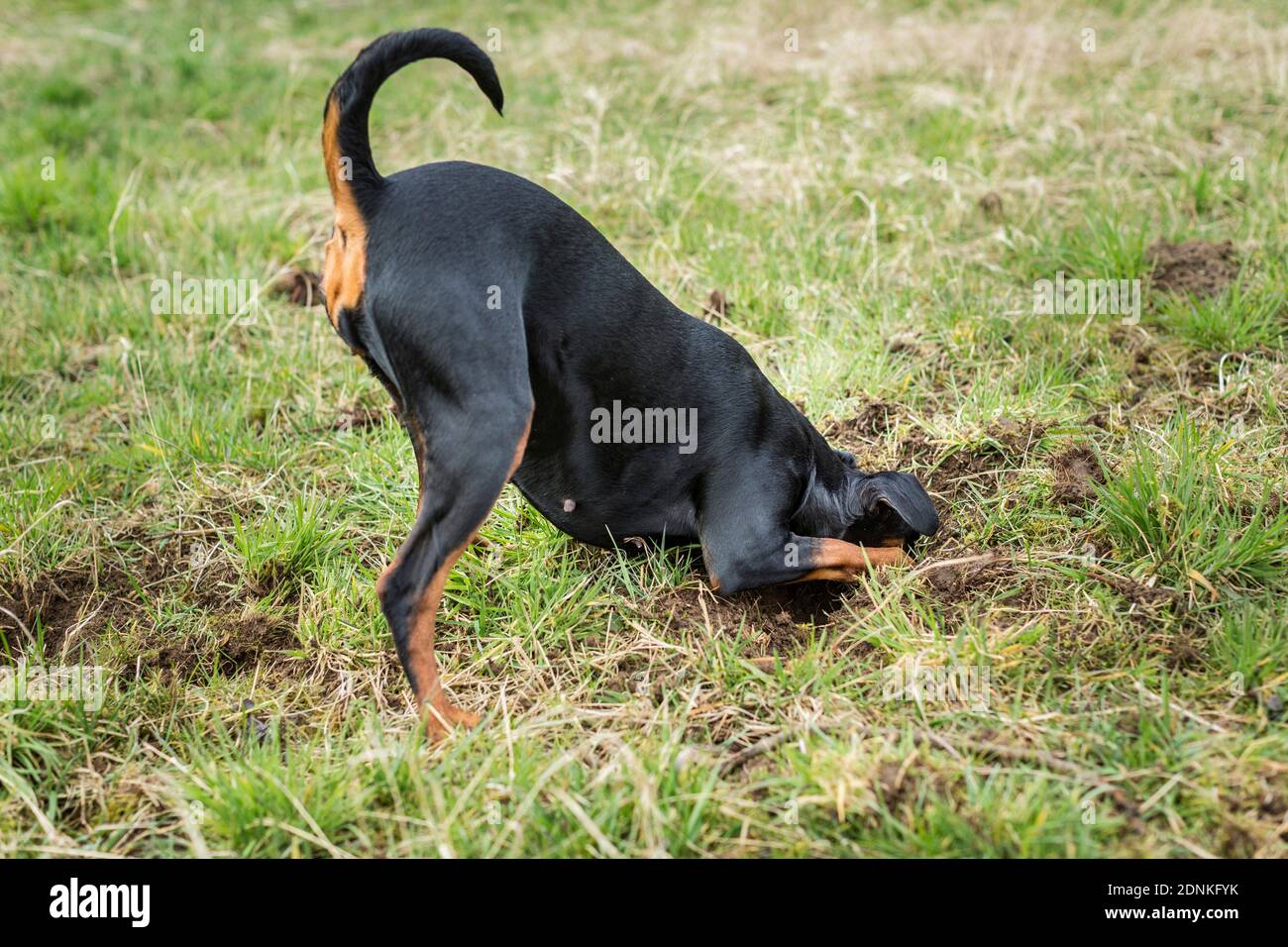 German Pinscher. Adult dog digging a mouse hole. Germany Stock Photo