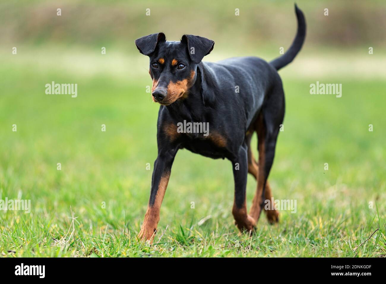 German Pinscher. Adult dog walking on meadow. Germany Stock Photo