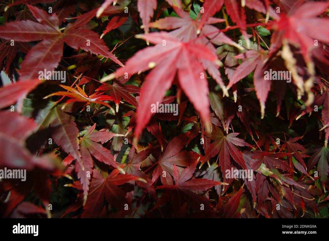 A selective focus shot of red palm-shaped maple leaves Stock Photo