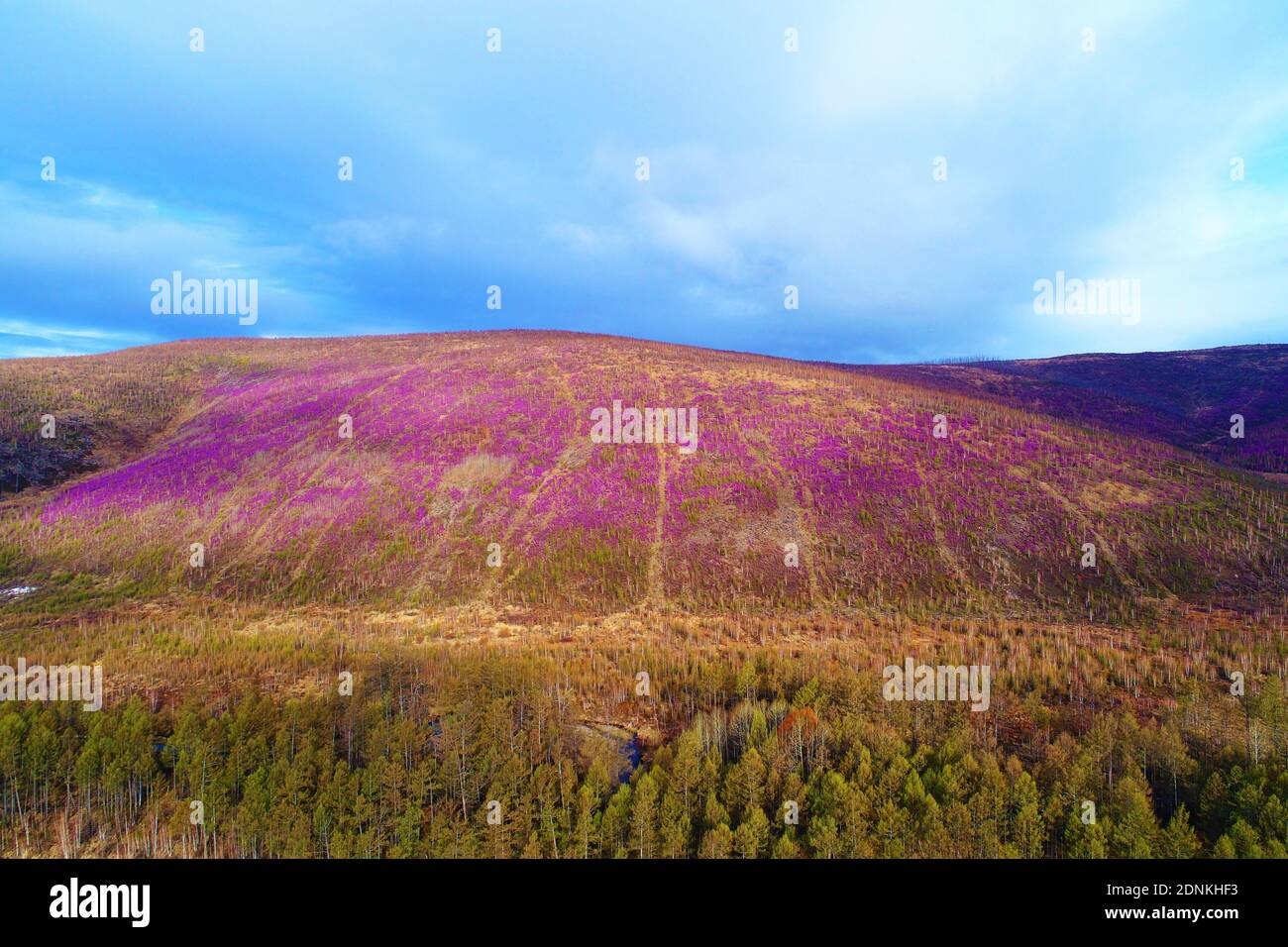Wild azalea forest hi-res stock photography and images - Alamy