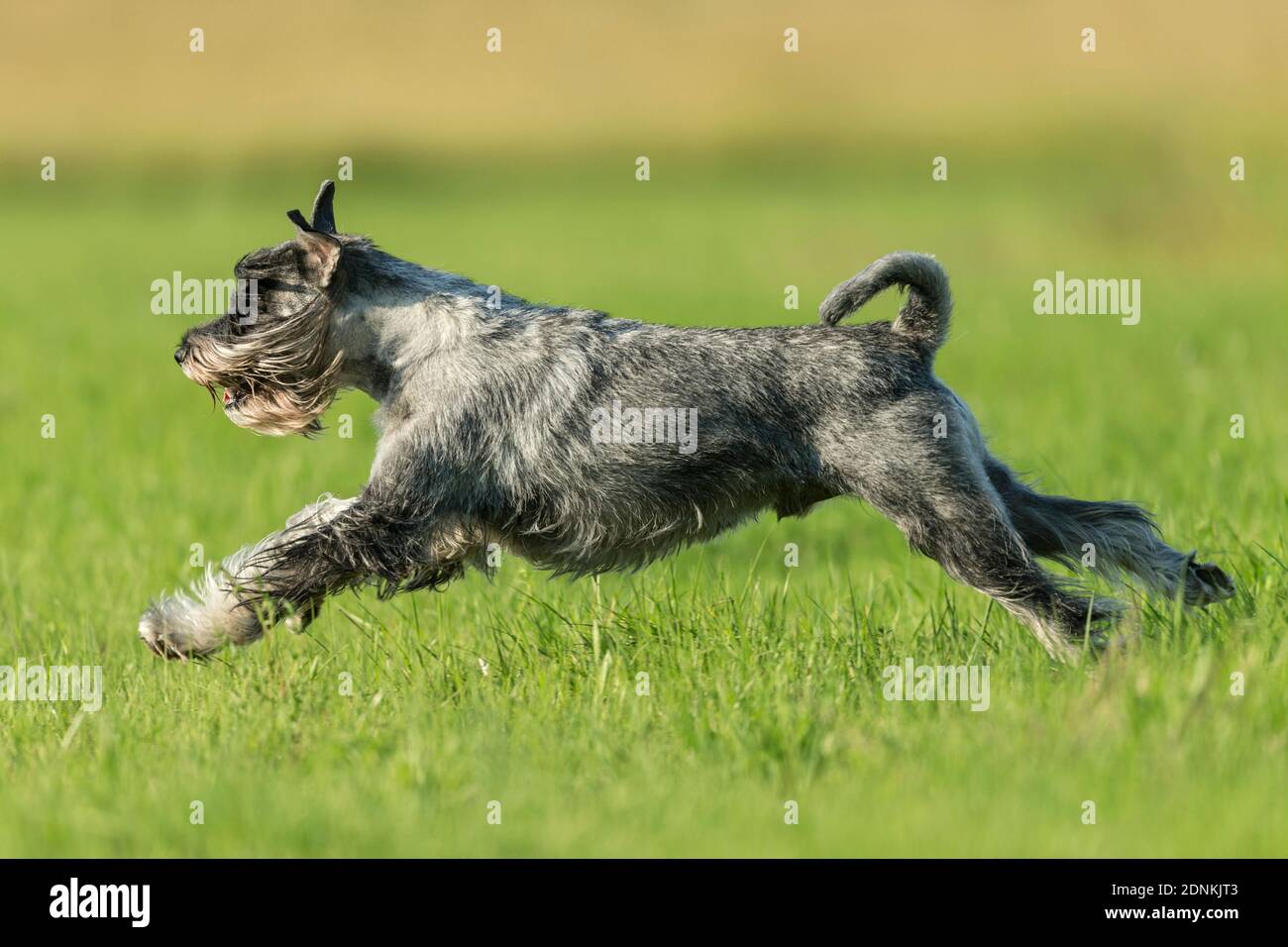 standard-schnauzer-adult-dog-running-on-grass-germany-stock-photo-alamy