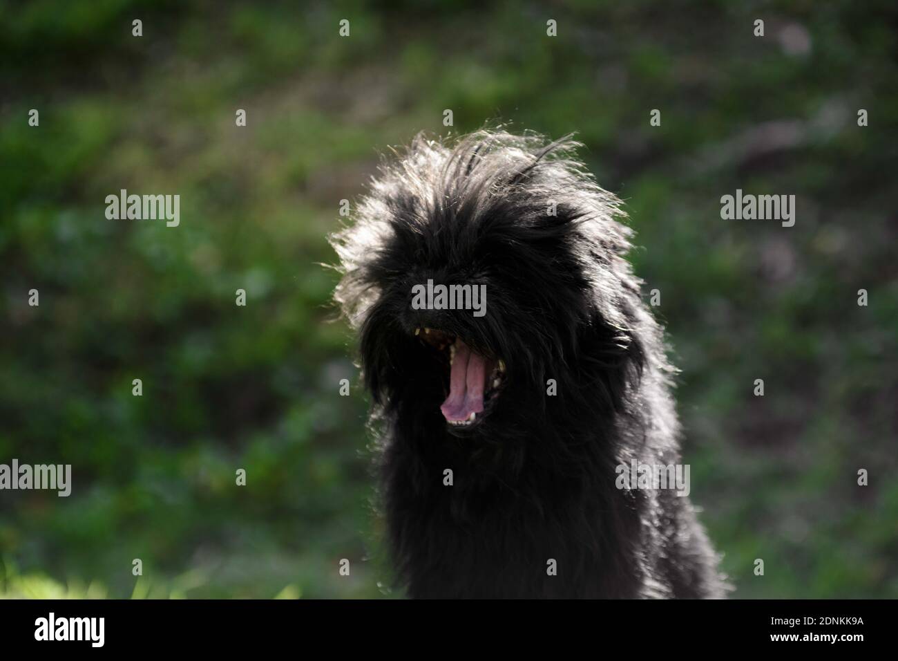 Black shaggy dog affenpincher breed yawns Stock Photo Alamy