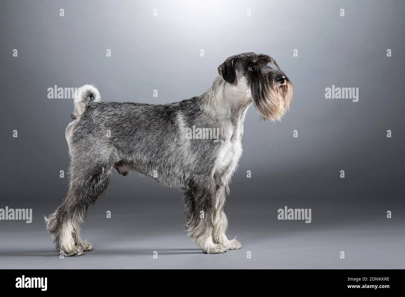 when does a standard schnauzer mature