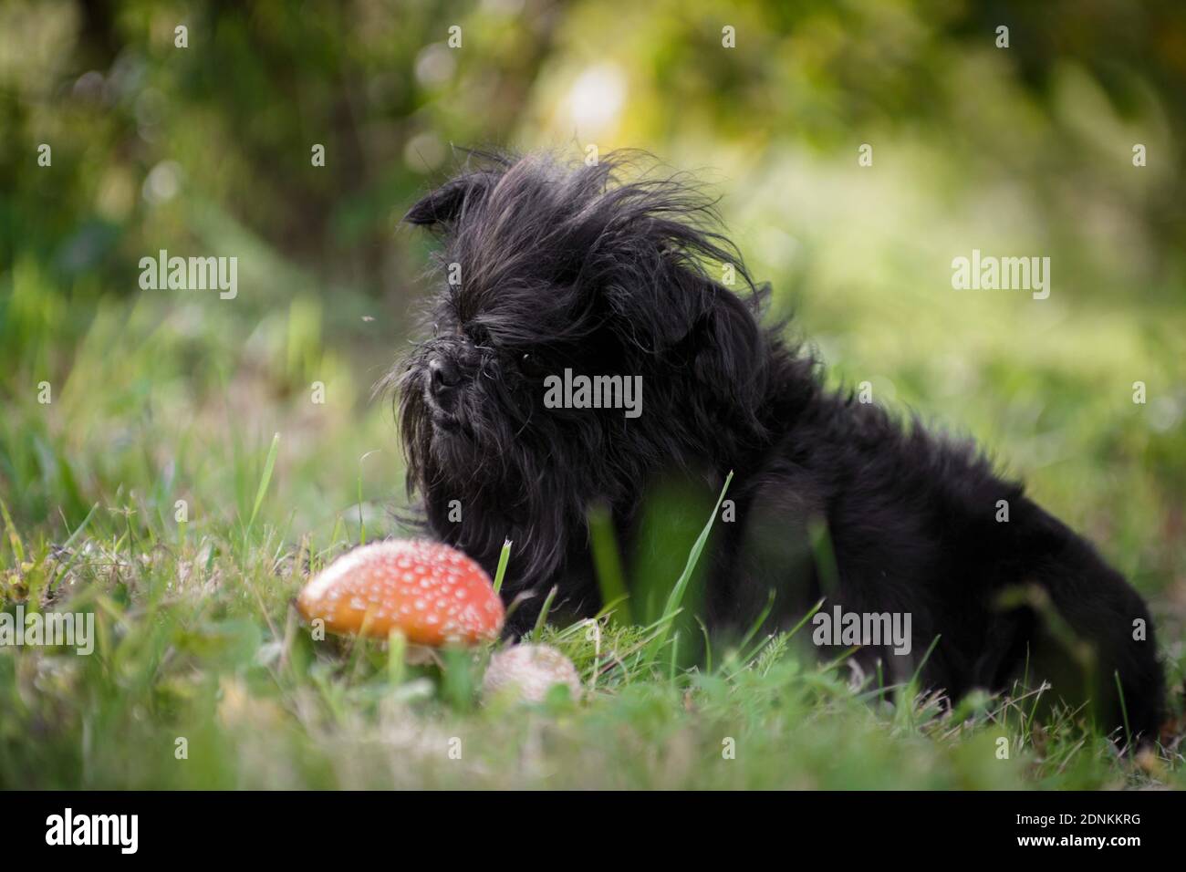 Black shaggy dog affenpincher breed thoughtfully sits next to the fly
