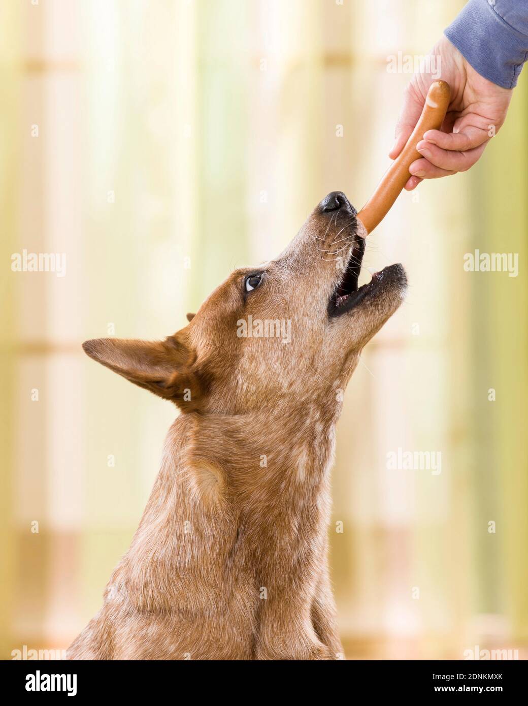 Australian Cattle Dog gets a sausage. Germany Stock Photo
