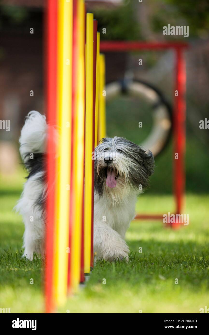 Polish Lowland Sheepdog. Adult demonstrating fast weave poles in an agility field. Germany. Stock Photo