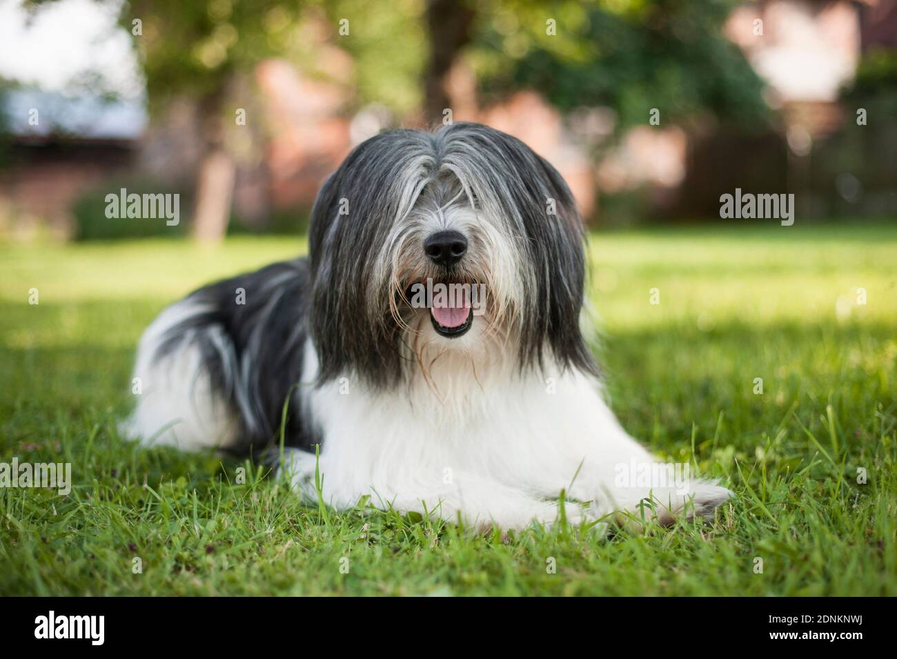 Polish Lowland Sheepdog. Adult dog lying on a lawn. Germany Stock Photo