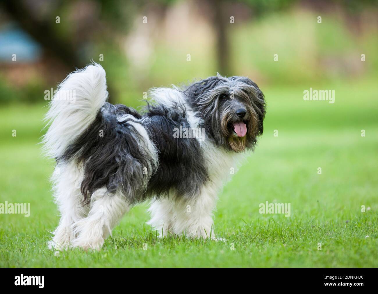 Polish Lowland Sheepdog. Adult dog standing on a lawn. Germany Stock Photo