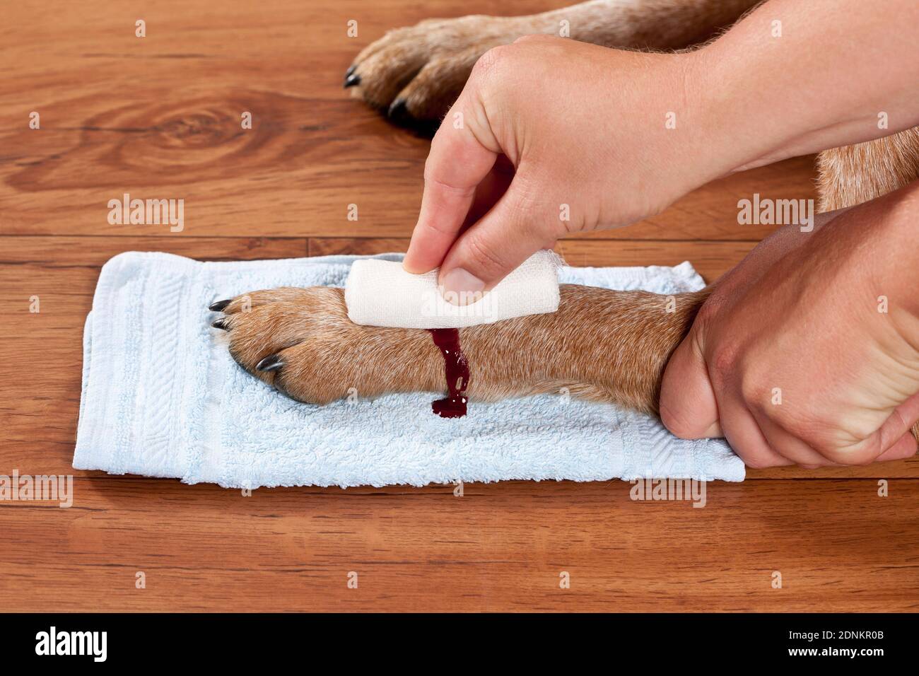 Can A Dog Bleed To Death From A Toenail