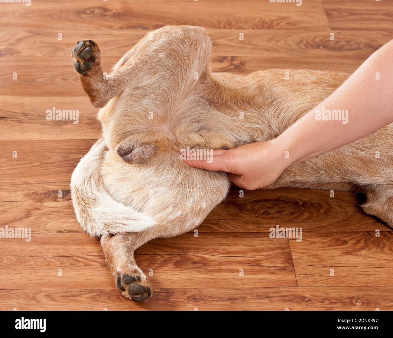 Person feeling pulse of Australian Cattle Dog. Germany Stock Photo