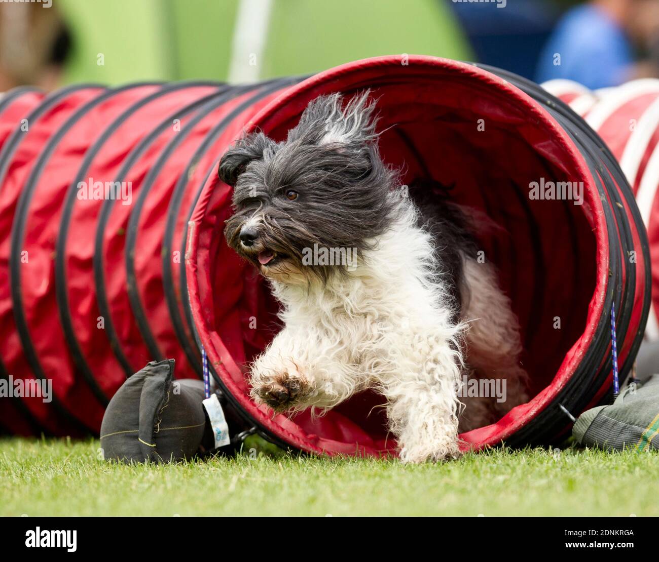 Dutch Sheepdog. Adult dog exiting a tunnel in an agility field. Germany Stock Photo