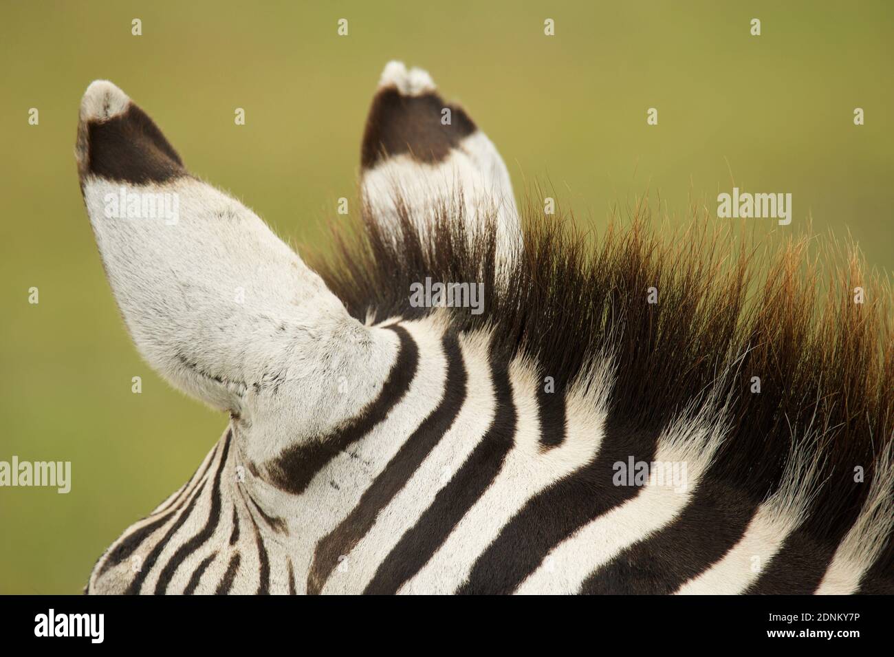 Ears Of A Zebra, Beautiful Details Stock Photo Alamy