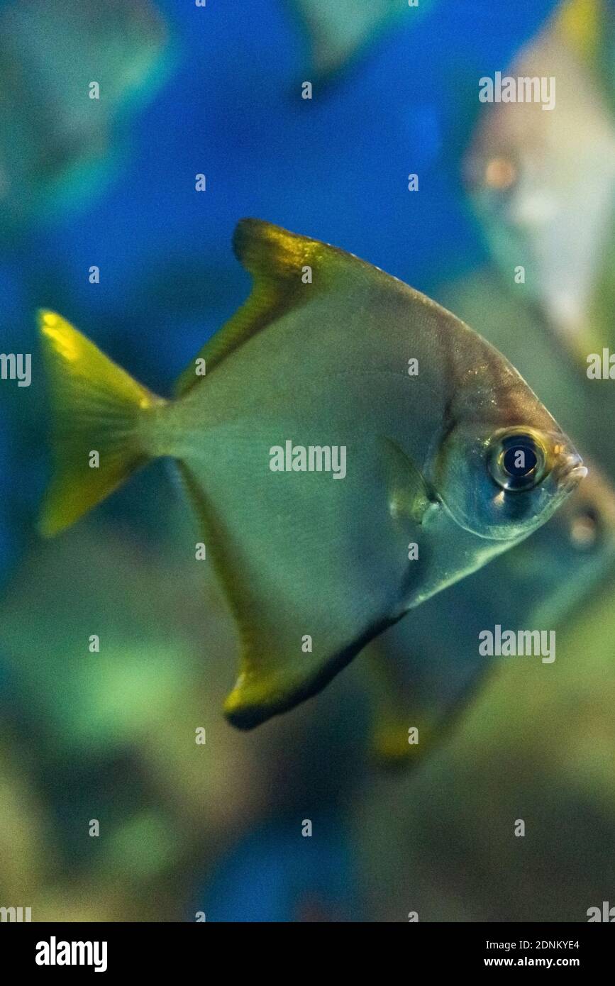 Monodactylus argenteus or silver moony fish in aquarium. Stock Photo