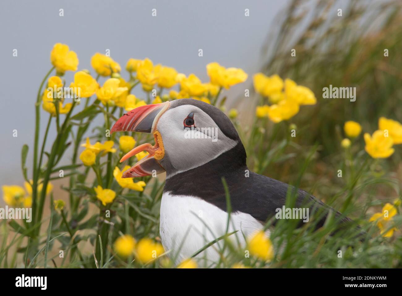 Atlantic Puffin (Fratercula arctica). Adult bird among flowering buttercups, yawning. Iceland Stock Photo