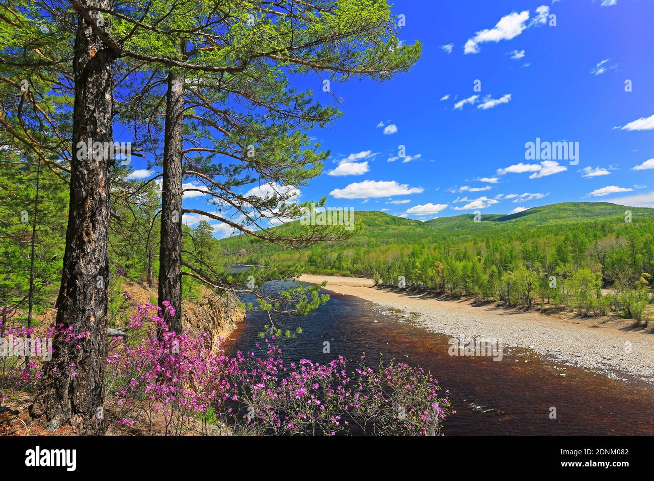 The bank rhododendron forest Stock Photo