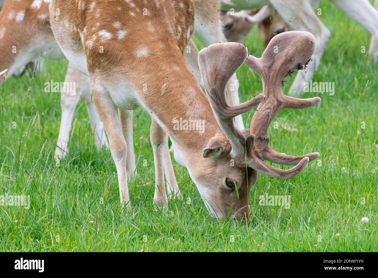 Head Shot Of A Male Fallow Deer Grazing In A Meadow Stock Photo