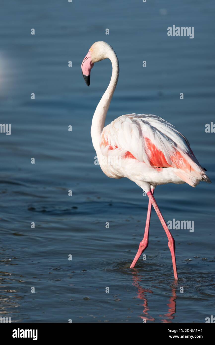 The pink flamingo in a profile in water , France, Camargue Stock Photo