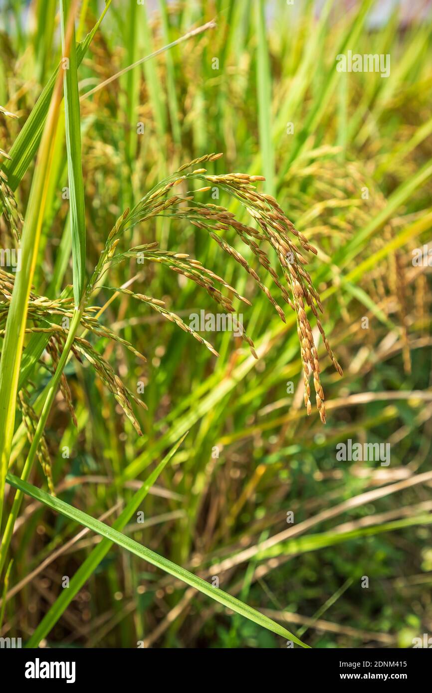 Closed-up rice spike seed in paddy field Stock Photo