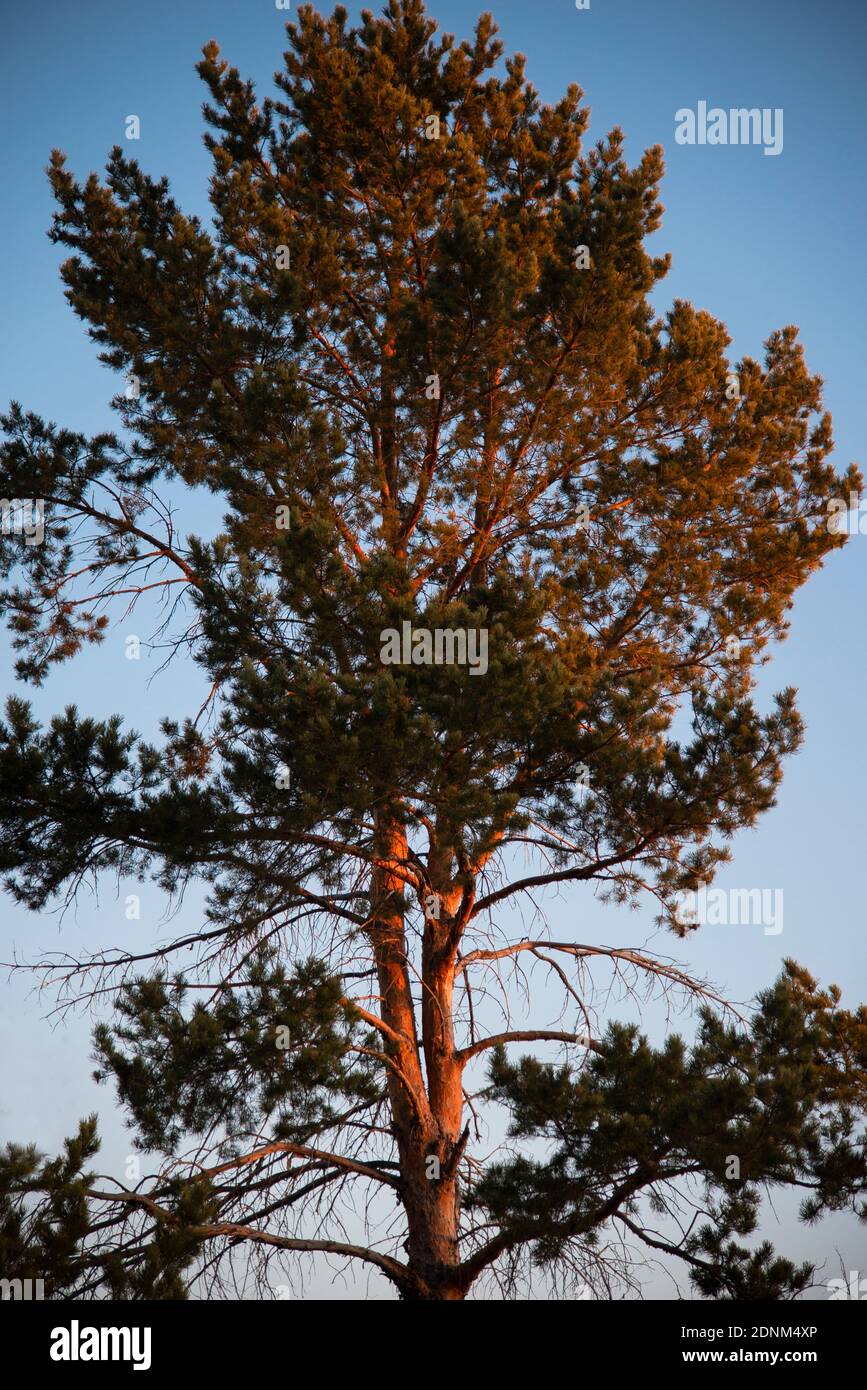 A large tall lone pine tree in the red rays of the sunset Stock Photo ...