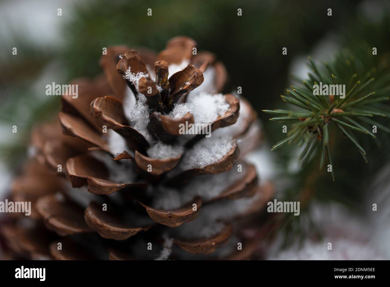 Cone and branch of a Christmas tree in the snow close-up Stock Photo ...