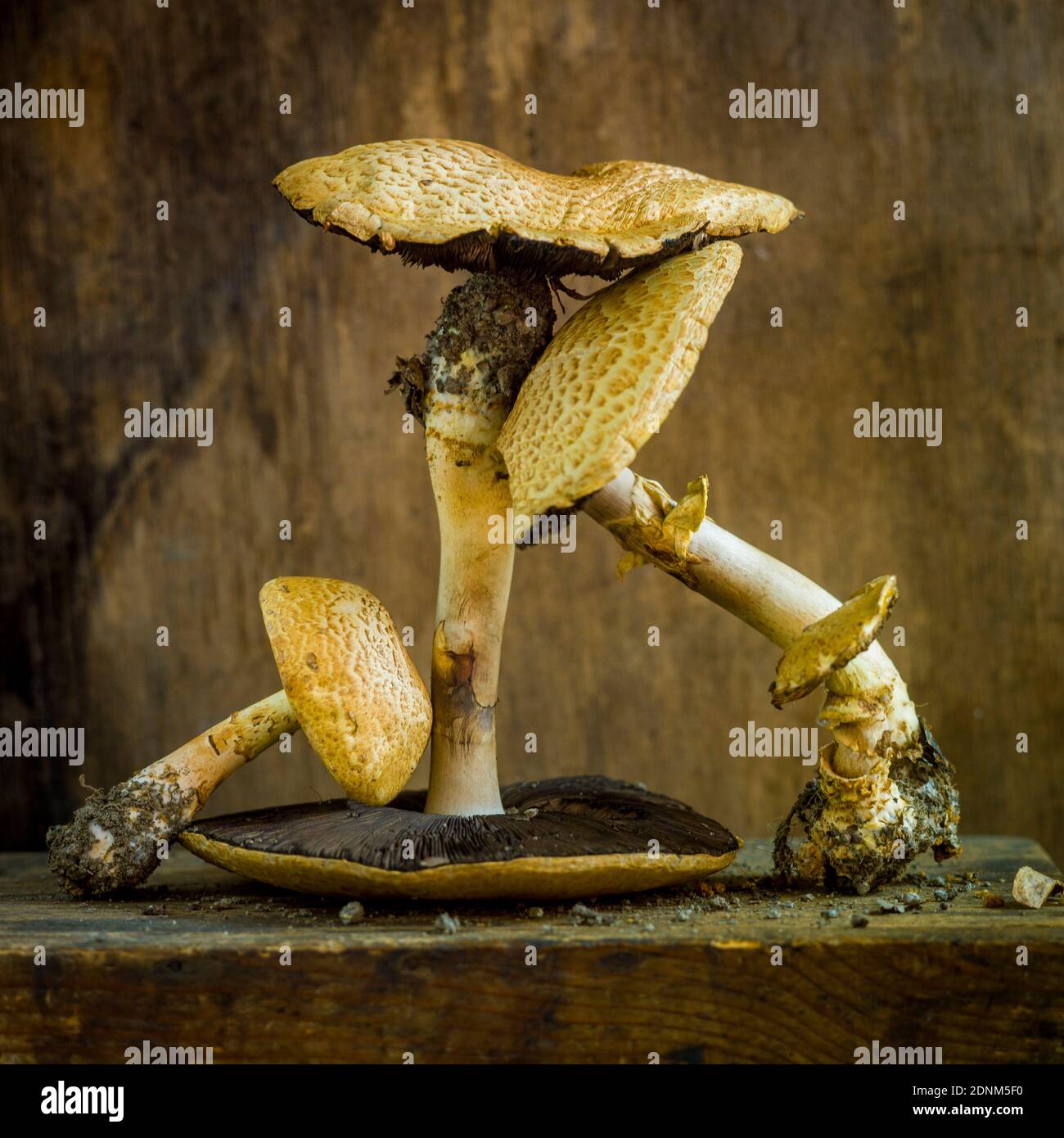Mushrooms on brown background Stock Photo