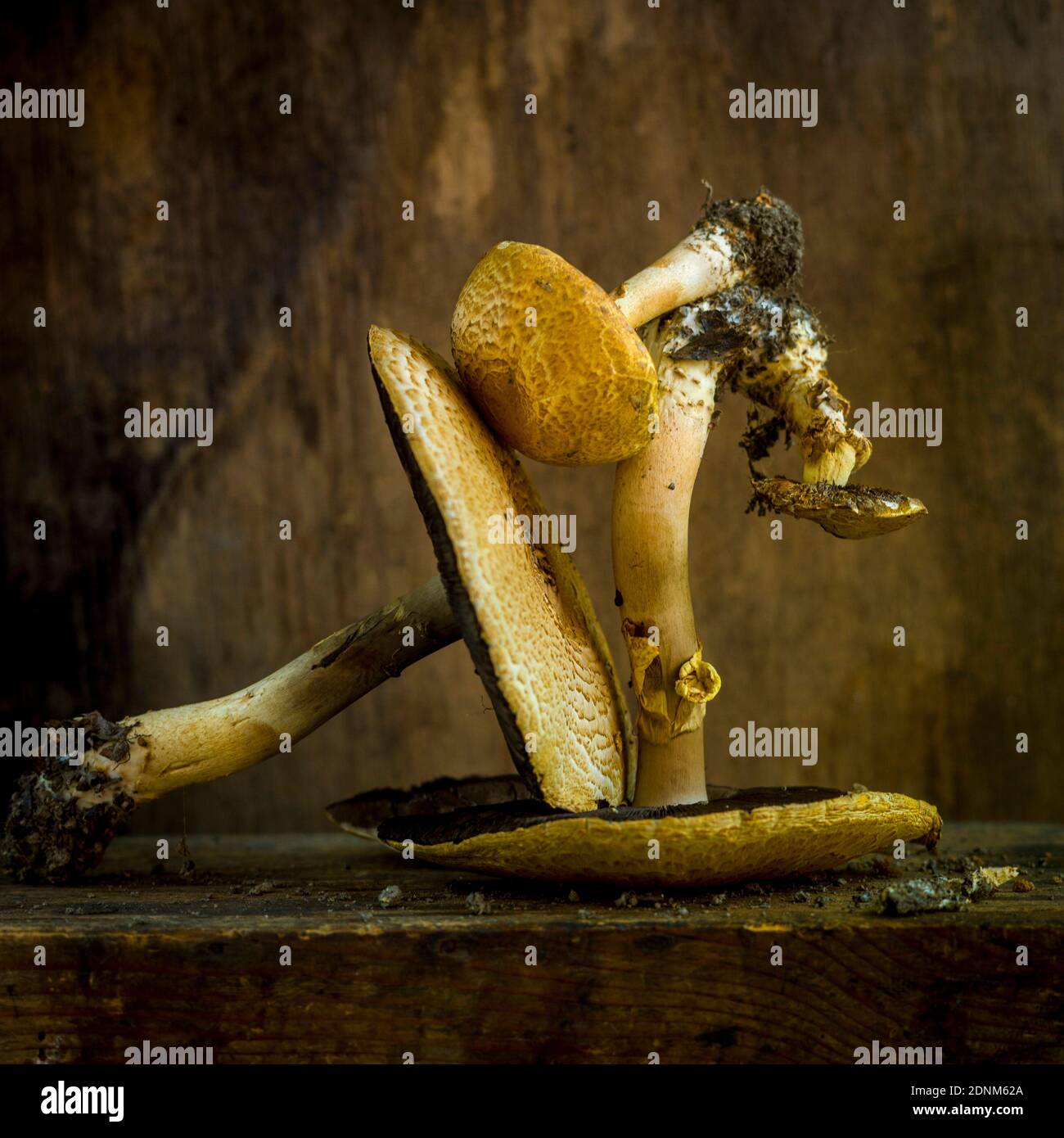 Mushrooms on brown background Stock Photo