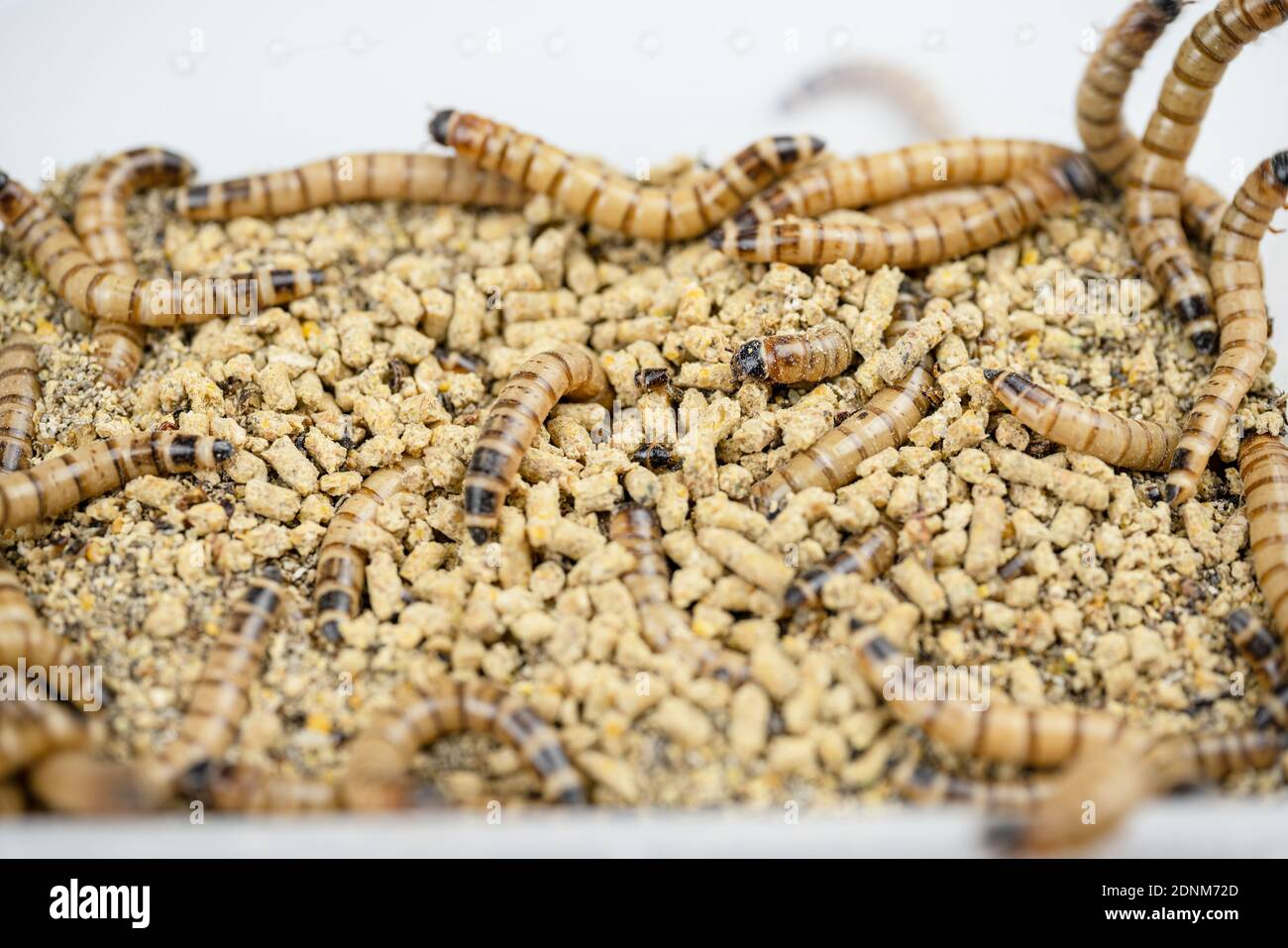edible mealworms isolated high quality Stock Photo Alamy