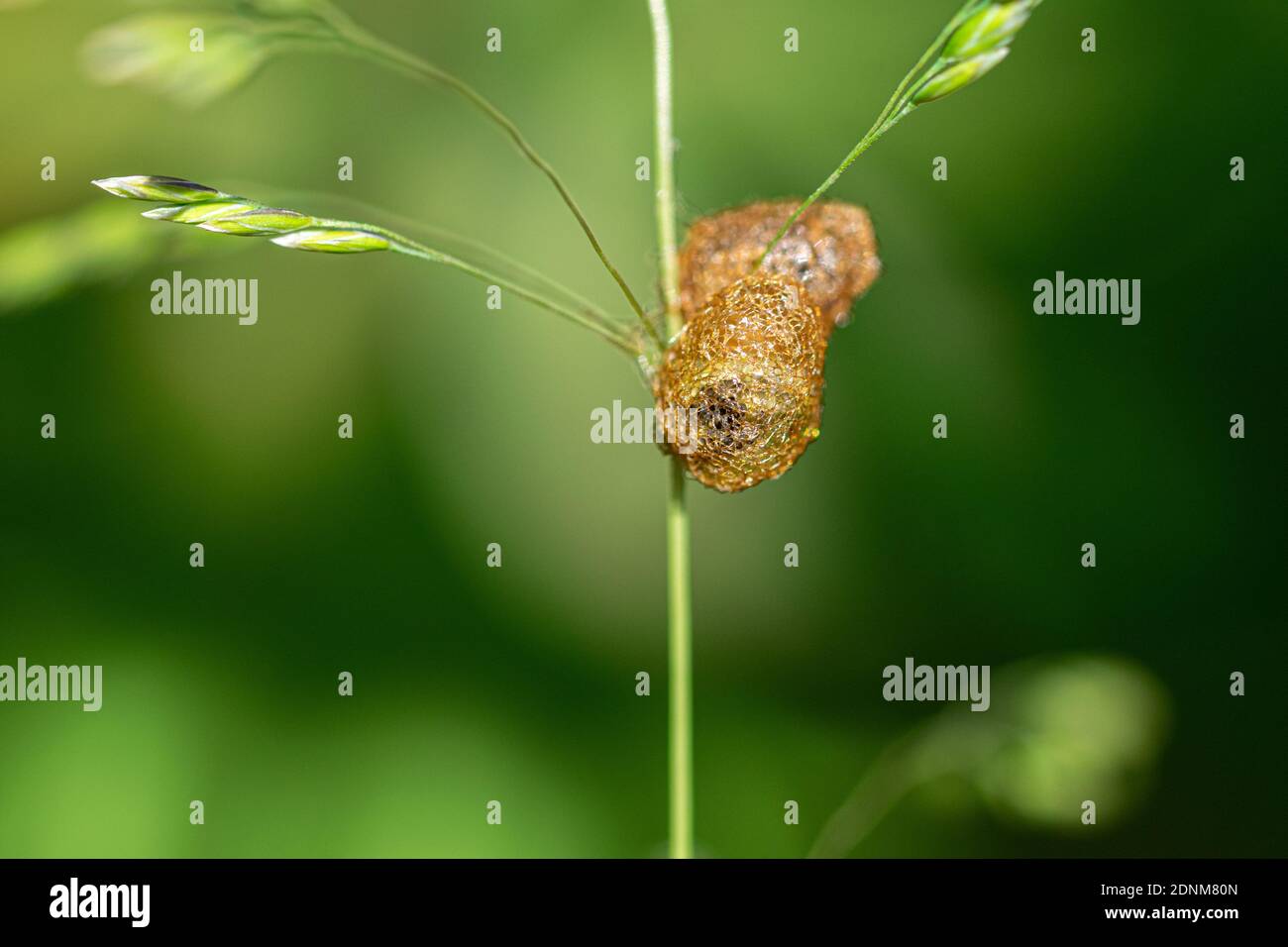 Hypera pollux hi-res stock photography and images - Alamy