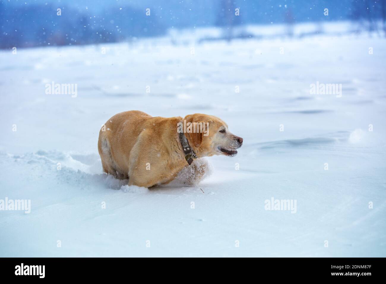 Labrador retriever dog walking outdoors in winter snowy field Stock Photo