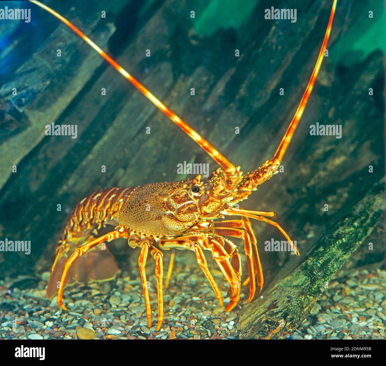Ocean crawfish 2024