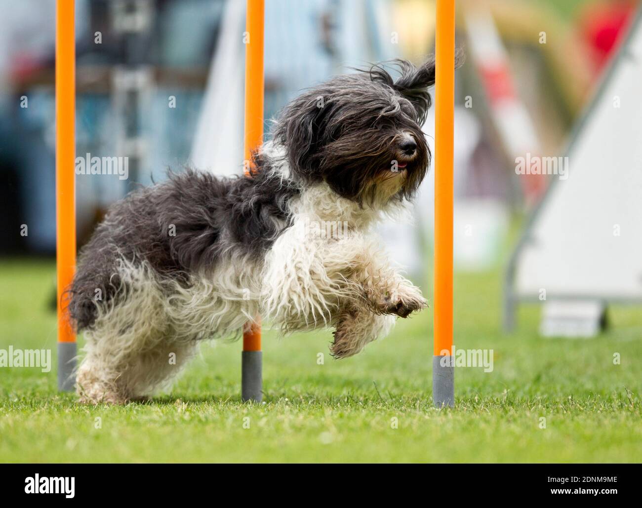 Dutch Sheepdog. Adult demonstrating fast weave poles in an obstacle course. Germany Stock Photo