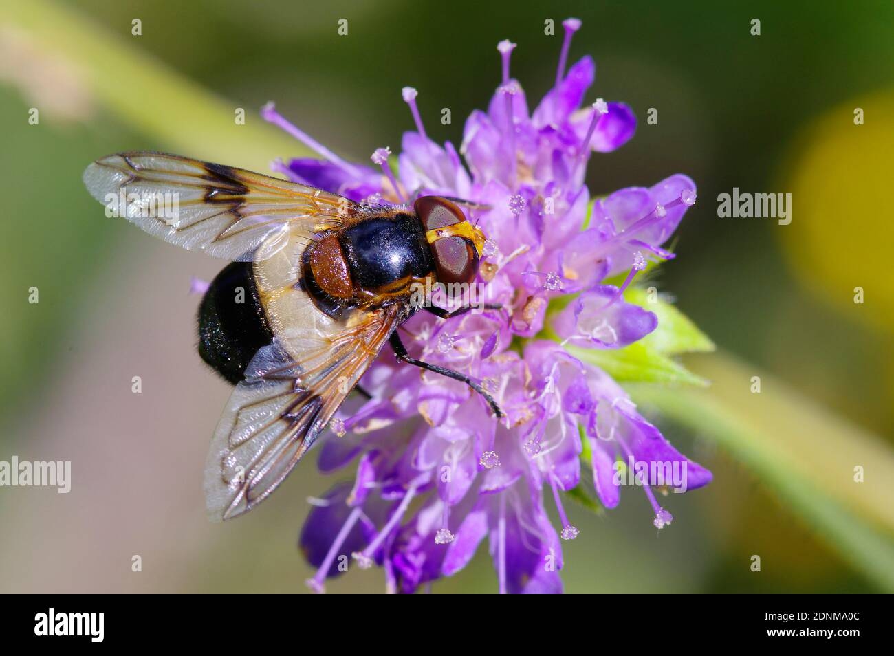 Hoverfly (Volucella pellucens) with large compound eyes on Small Scabious (Scabiosa columbaria) flower. Austria Stock Photo