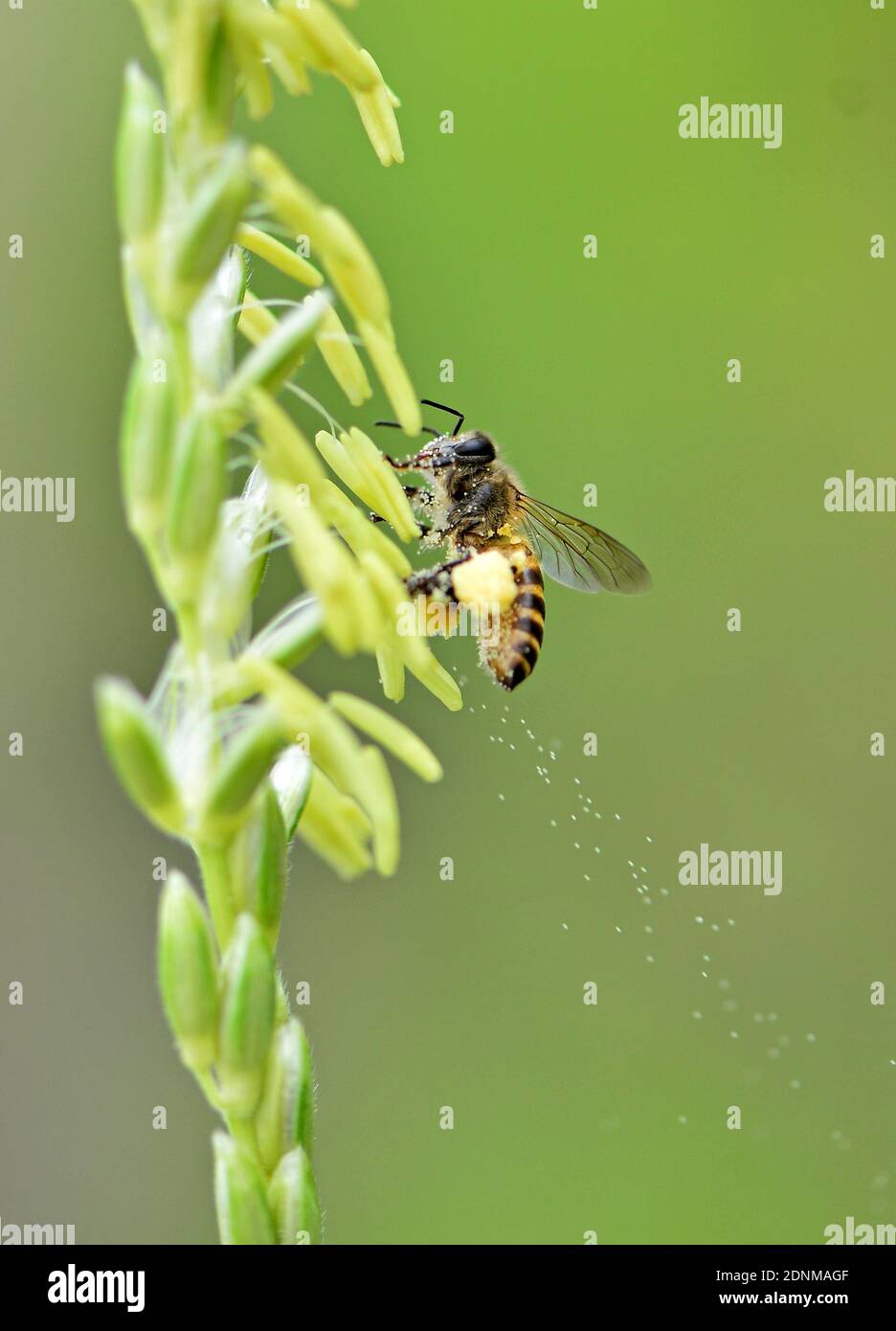 Mosquito flower pollination hires stock photography and images Alamy
