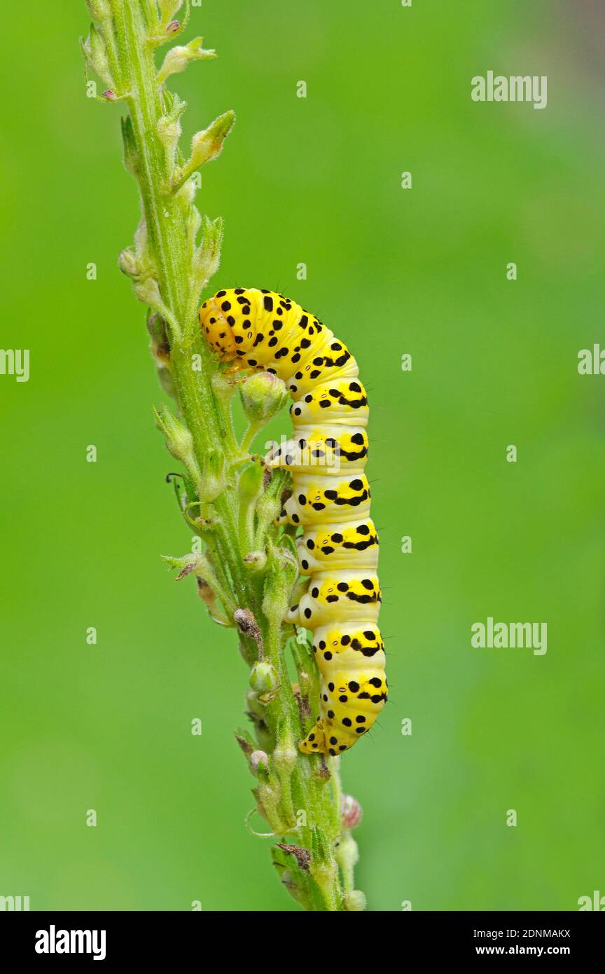 Water Betony (Shargacucullia scrophulariae). Caterpillar eating flower buds of Dark Mullein (Verbascum nigrum). Tyrol, Austria Stock Photo