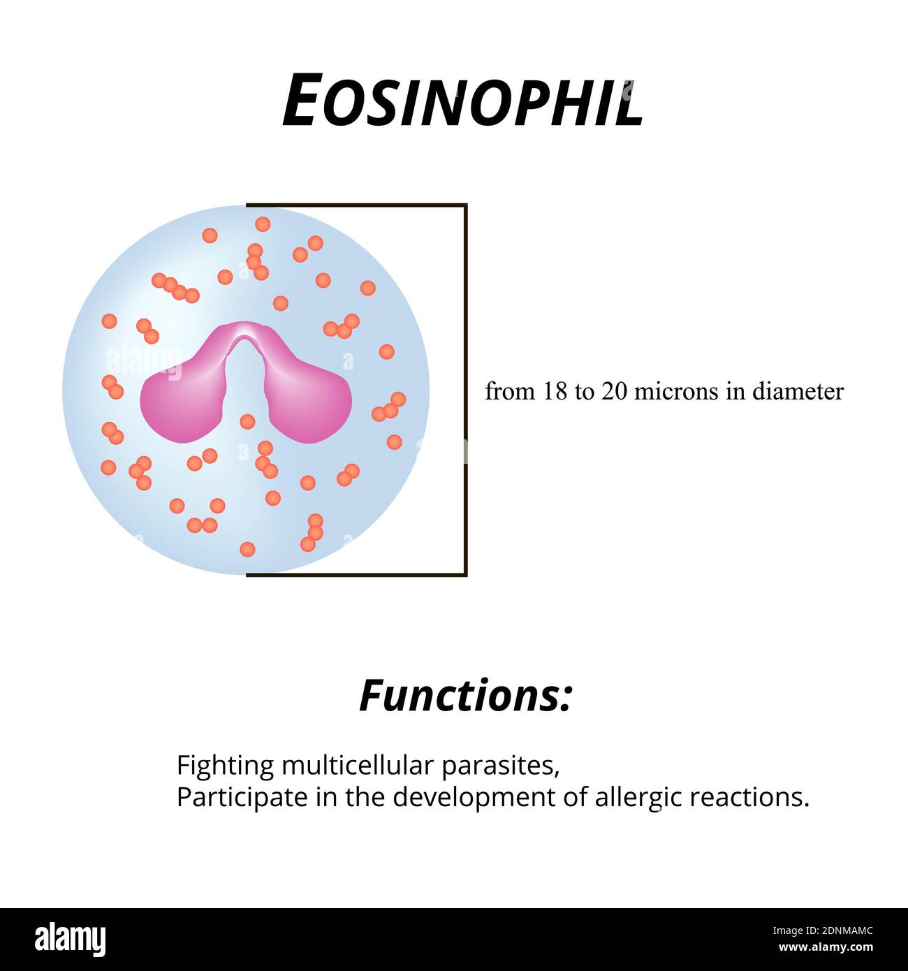 Eosinophils are a blood cell. Eosinophil functions. Vector illustration on isolated background Stock Vector