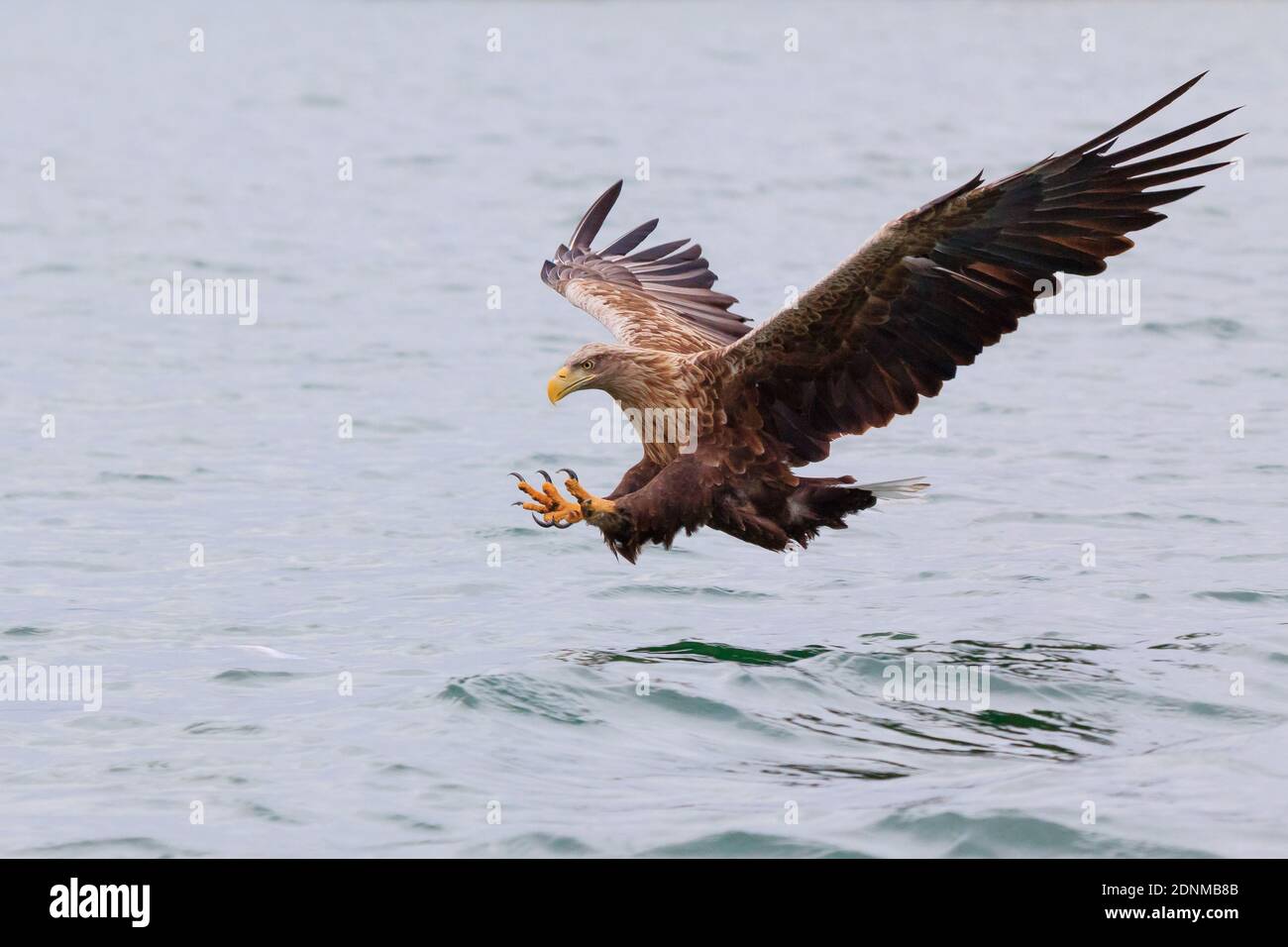 Eagle its prey hires stock photography and images Alamy