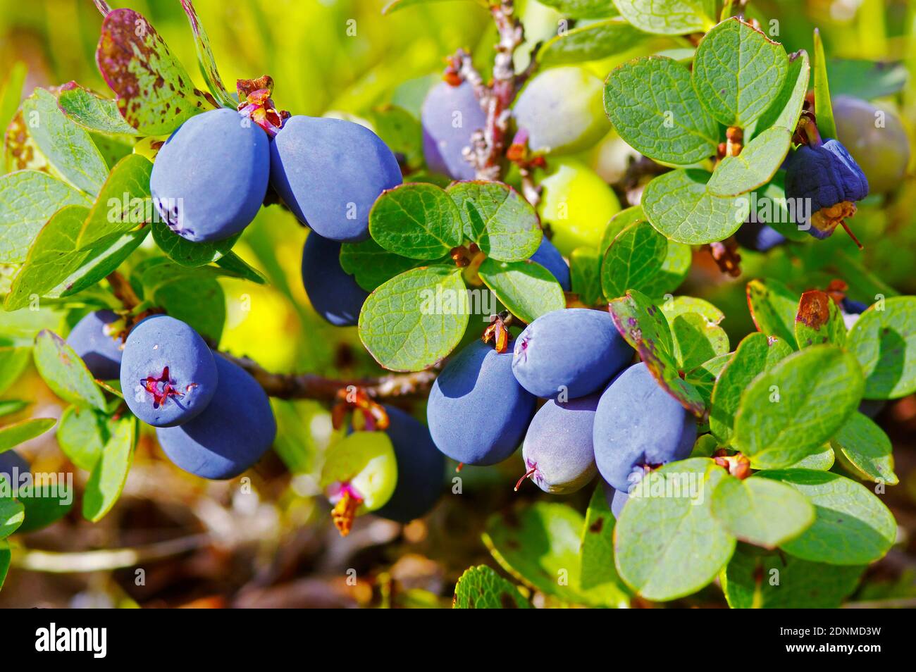 Bog Bilberry, Bog Whortleberry (Vaccinium uliginosum), plant with ripe berries. Austria Stock Photo