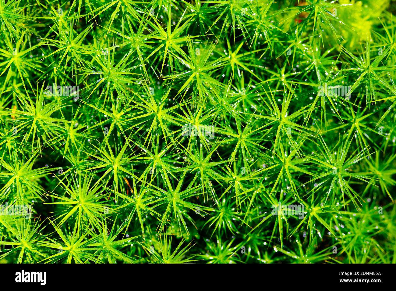 Fork Moss (Dicranum polysetum) seen from above. Austria Stock Photo