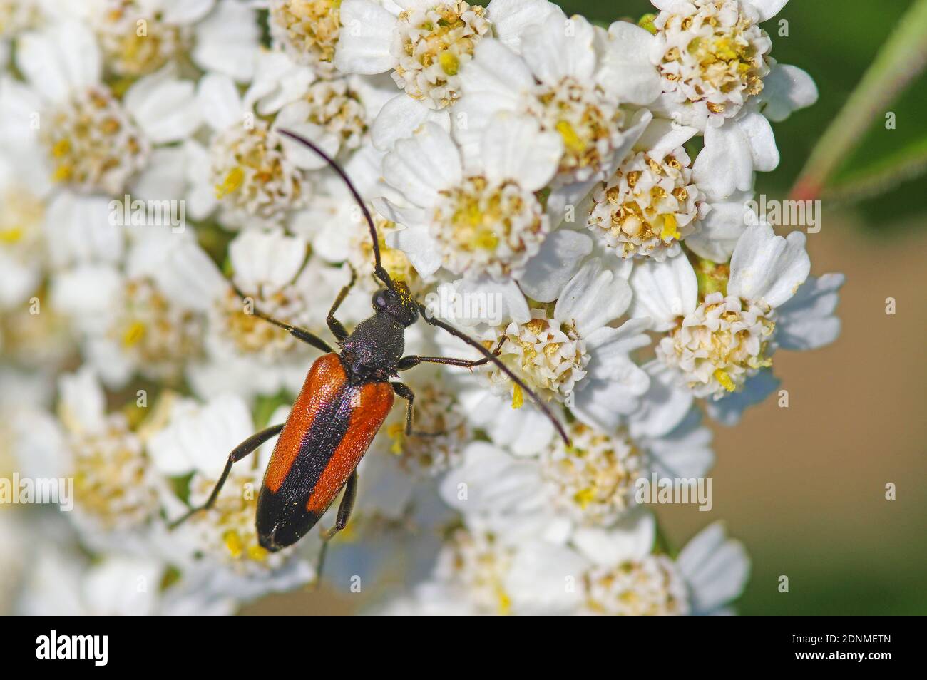 Longhorn Beetle (Stenurella melanura) on Yarrow (Achillea clavenae) flowers. Germany Stock Photo